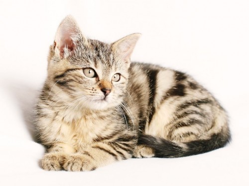 Akcja dokarmiania kotów wolno żyjących | UWAGA! W TYM ROKU ZMIANA TERMINU