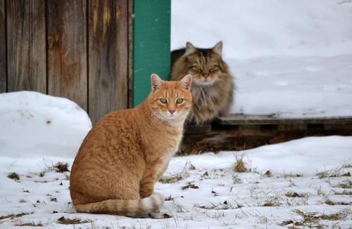 Darmowa karma dla kotów wolno żyjących | Akcja zimowa