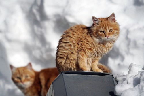 Pomóżmy kotom wolno żyjącym | Apel do mieszkańców