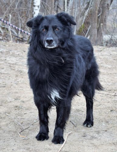 BOSTON | Duży ,czarny miś. Ma około 12 lat i jest dużym wykastrowanym psem.