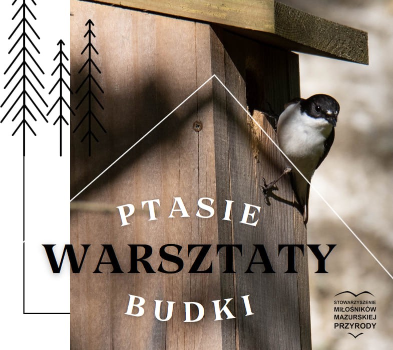 Ptasie Budki | Warsztaty